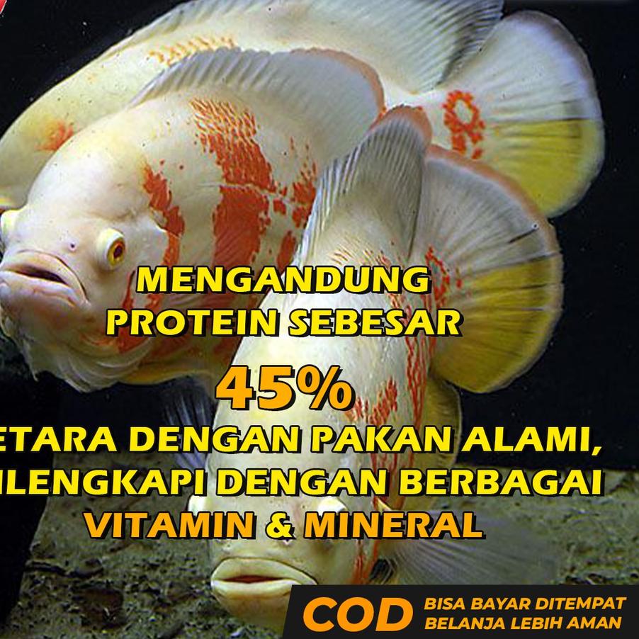 ✅Promo ⚡pesial❤ Pakan Ikan Oscar Pelet Makanan Oscar Premium Oscar Tiger Albino Batik Paris Tembaga 