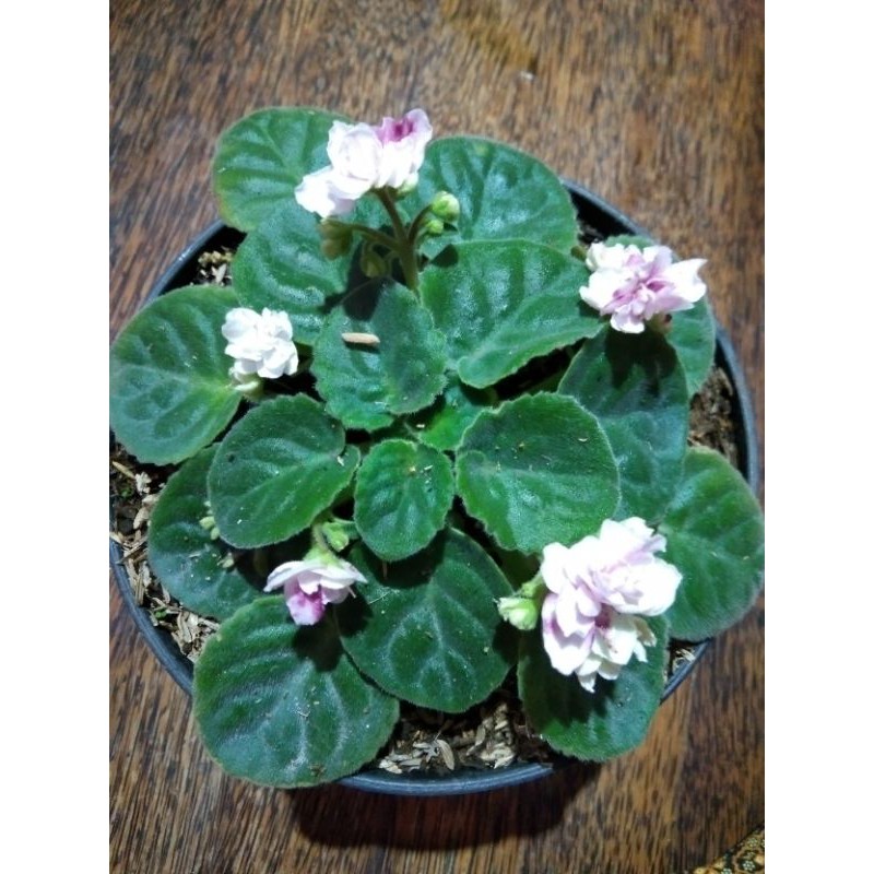 .bunga violces putih keunguan