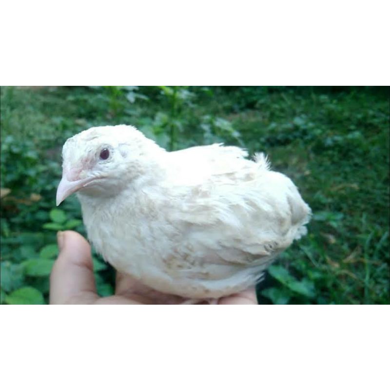 

telor fertil albino 25butir