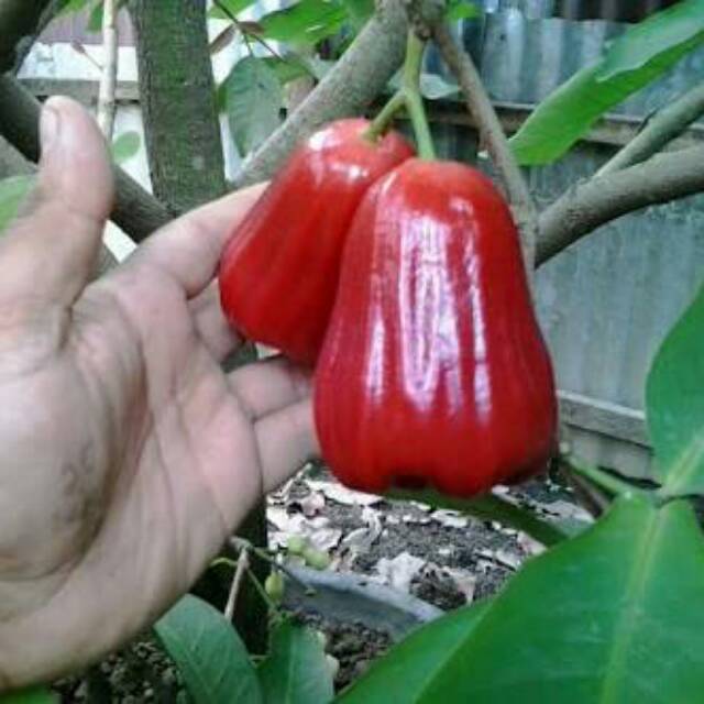 Bibit jambu madu merah