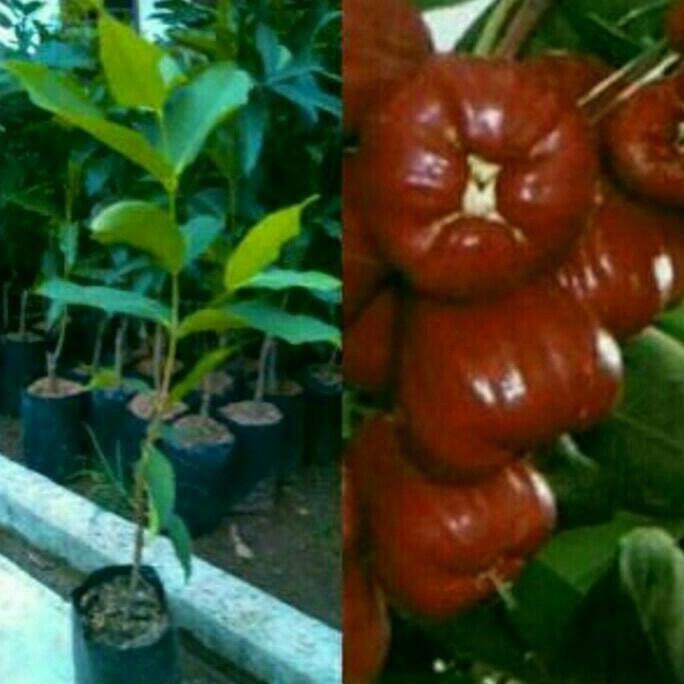 Bibit Jambu Madu Merah