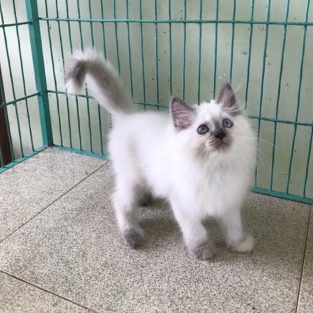 Kucing Persian Ras Himalayan
