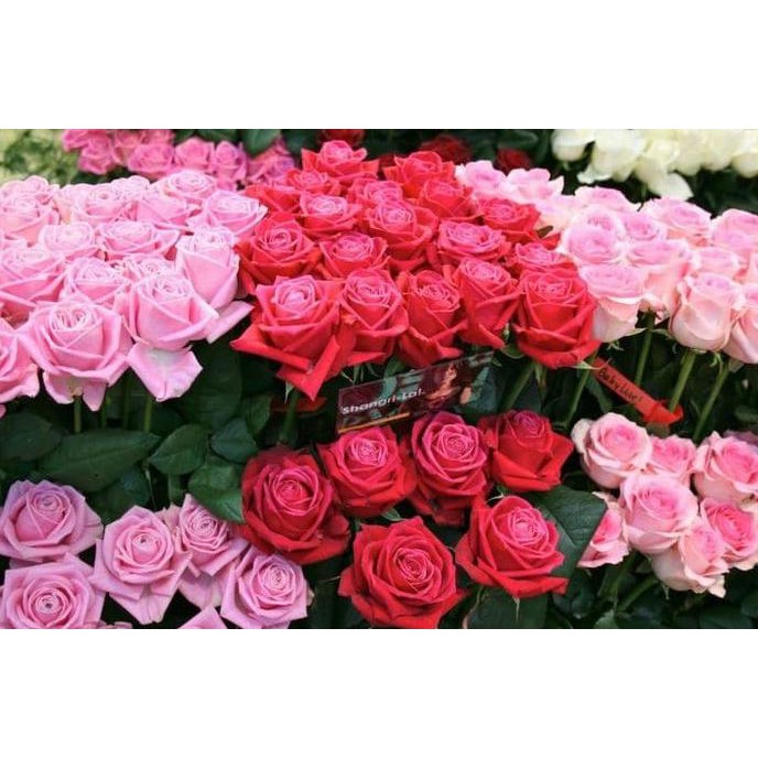 Gpr Bibit Tanaman Bunga Potong Mawar Holand