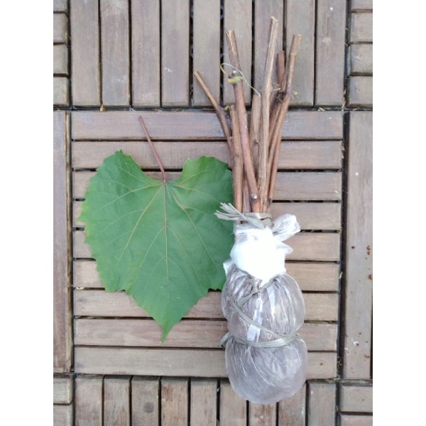 Cutting Stek Anggur Rootstock Kober5bb