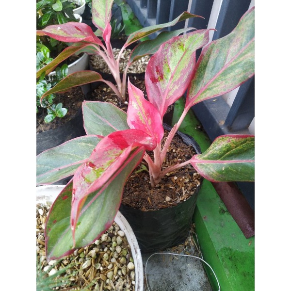 aglaonema lipstik