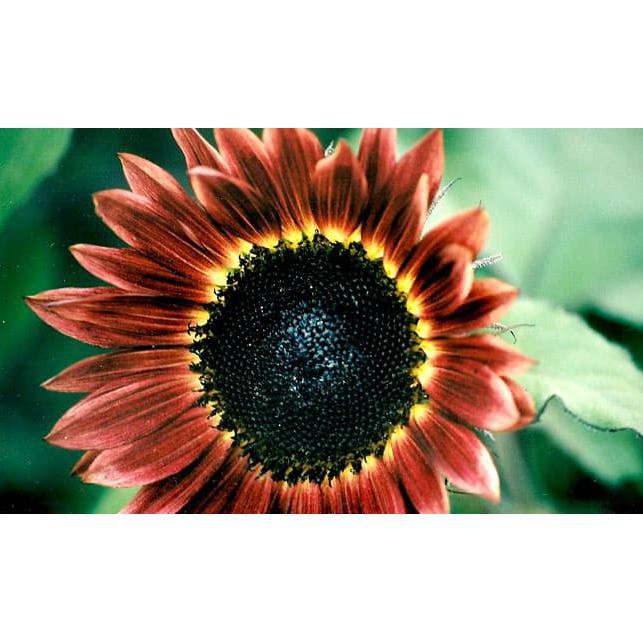 Benih Seeds Bibit Flower Bunga Matahari Velvet Queen Sunflower Velvet Queen Wildflower Purple Shopee Indonesia