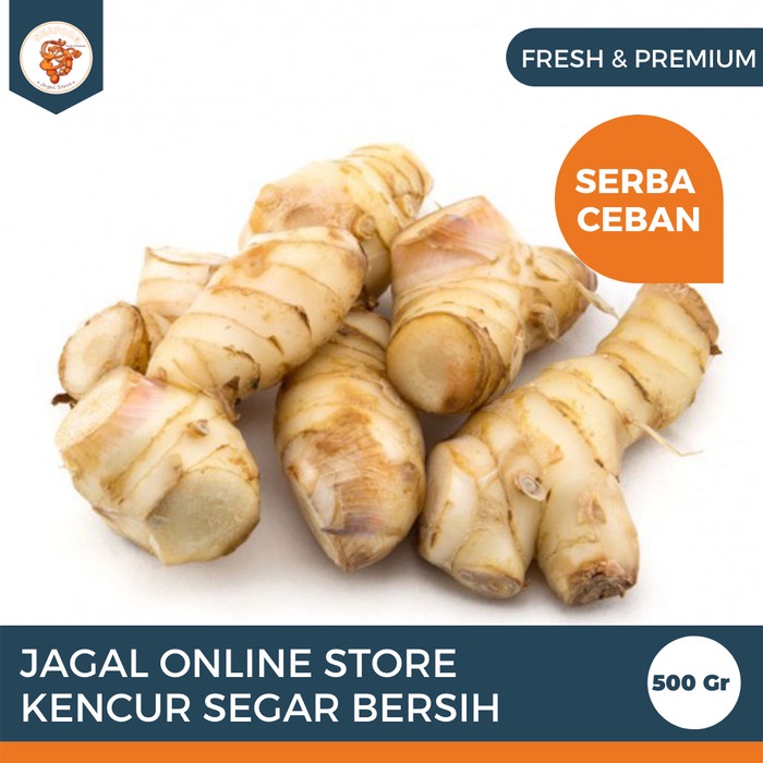 

KENCUR SEGAR BERSIH SERBA CEBAN