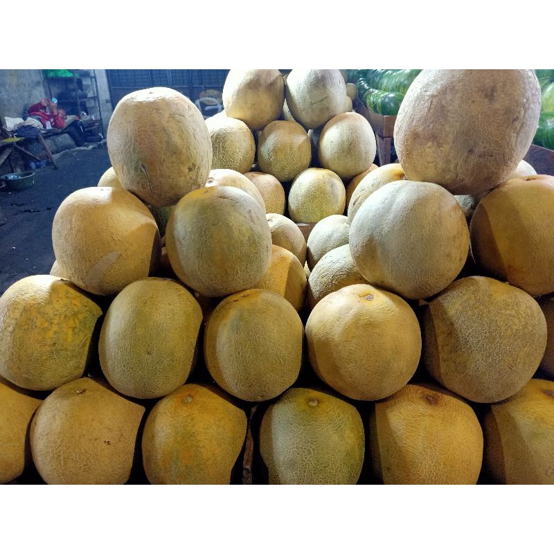 

MELON SEGAR KISARAN 1,5KG-2KG PER BUAH