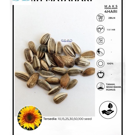 Benih Bunga Matahari Pohon Besar Kuwaci - benih BERVARIASI paktanibunga