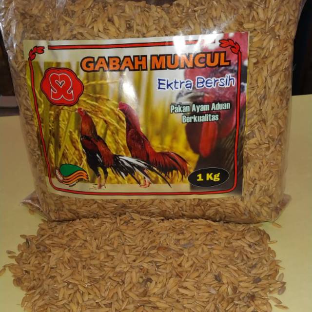 Gabah Padi Pakan Ayam Jago