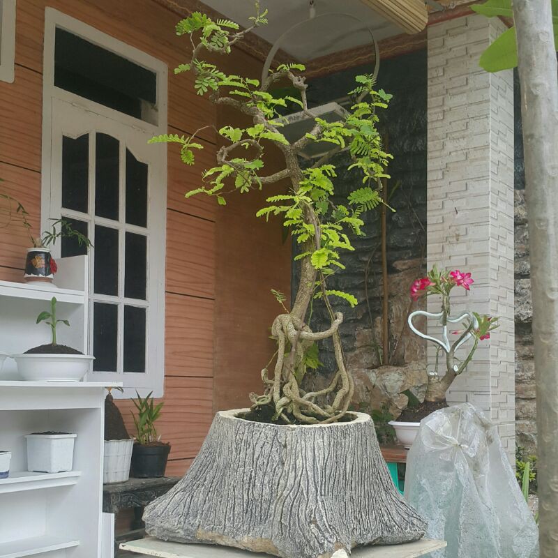 bonsai asam jawa