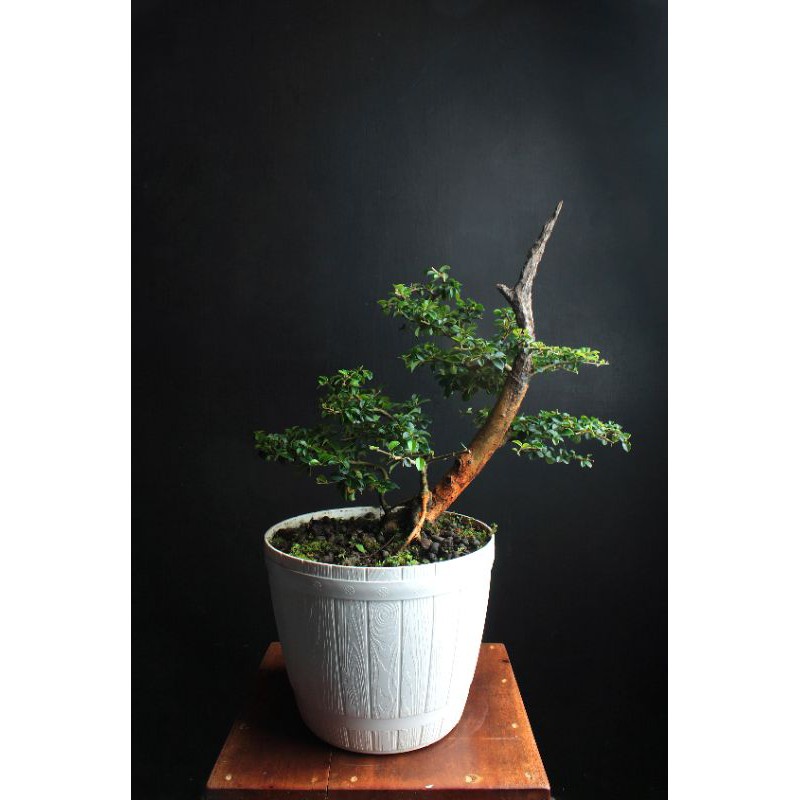 Bonsai sisir/kaliage