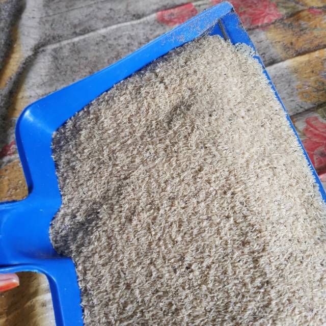 nurulalfiblackyberry