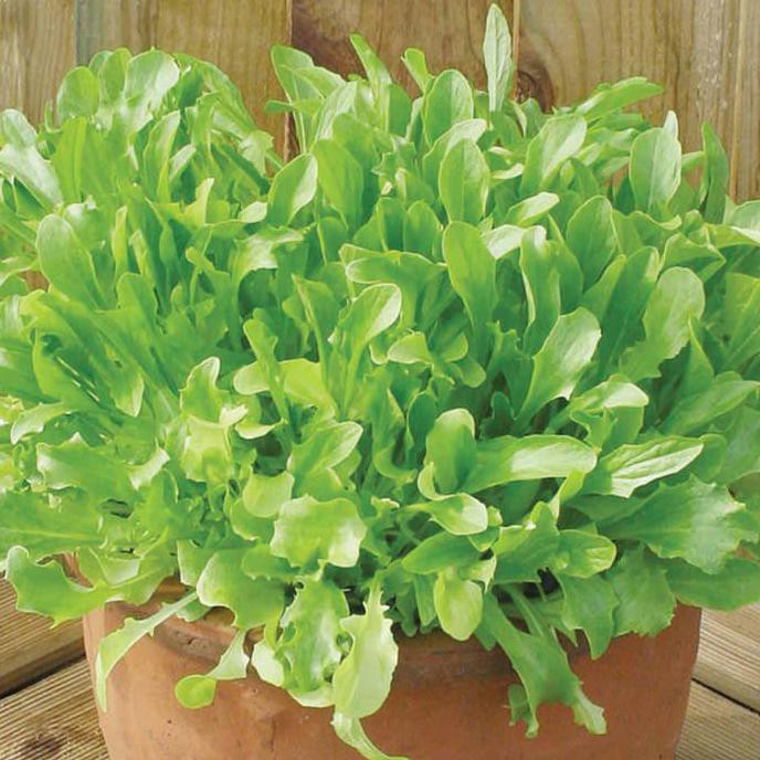 

Baru Biji Benih Sayuran Selada Hijau / Lettuce Green Leaves F1 Kualitas Baik