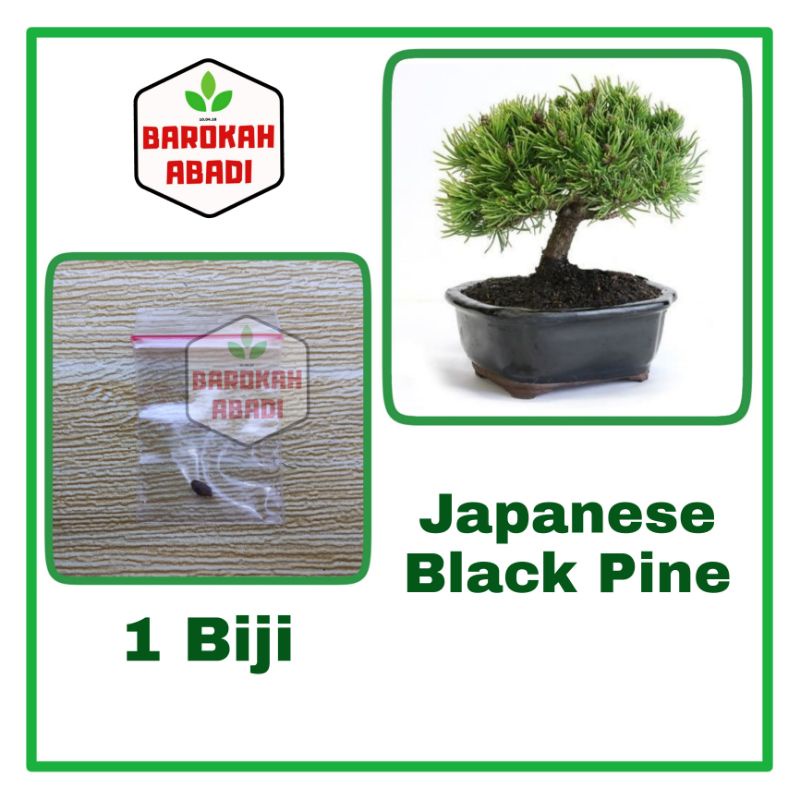 Biji Bonsai Japanese Black Pine PREMIUM