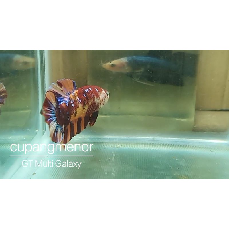 Cupang Plakat Giant Nemo Galaxy Multicolor