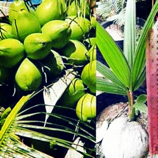 bibit kelapa import pandan wangi thailand