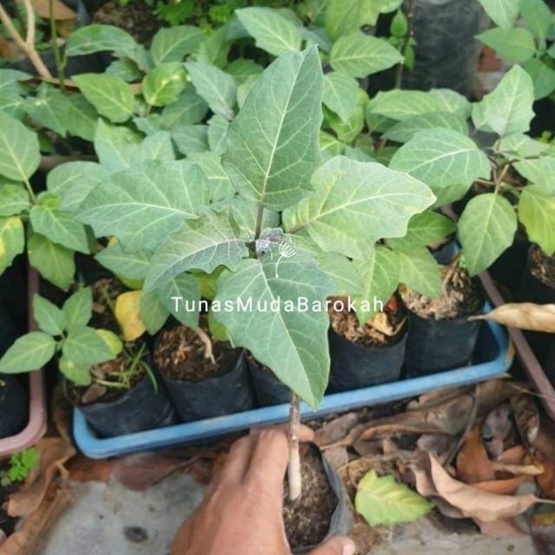 Tanaman buah kecubung wulung