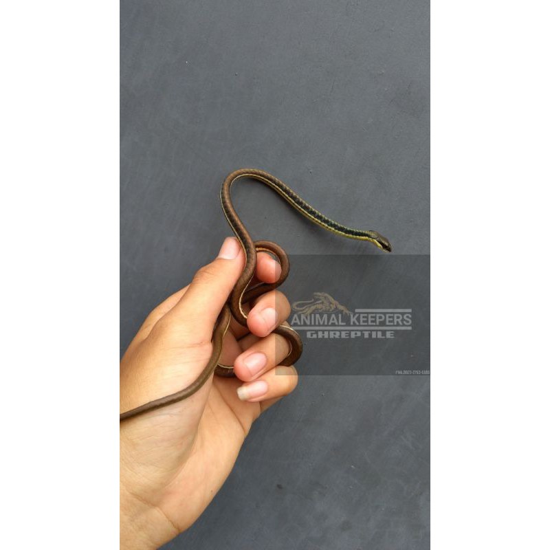 Dendrelaphis pictus / picis /ular tambang