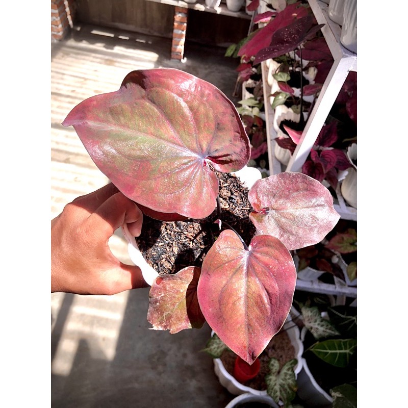 Caladium Thailand Red Maroon,Caladium hybrid,Caladium hias