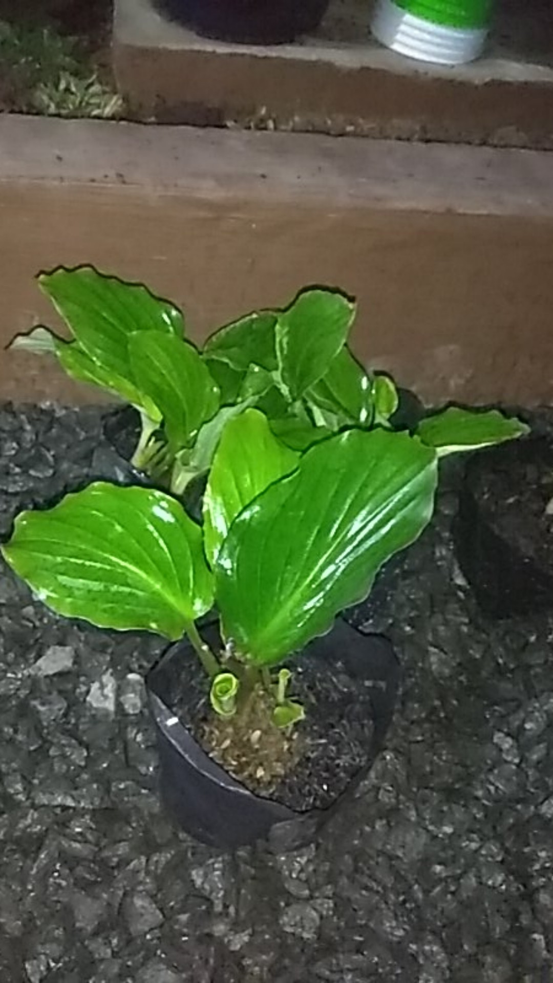 Tanaman Hias Calathea Merak Kencur