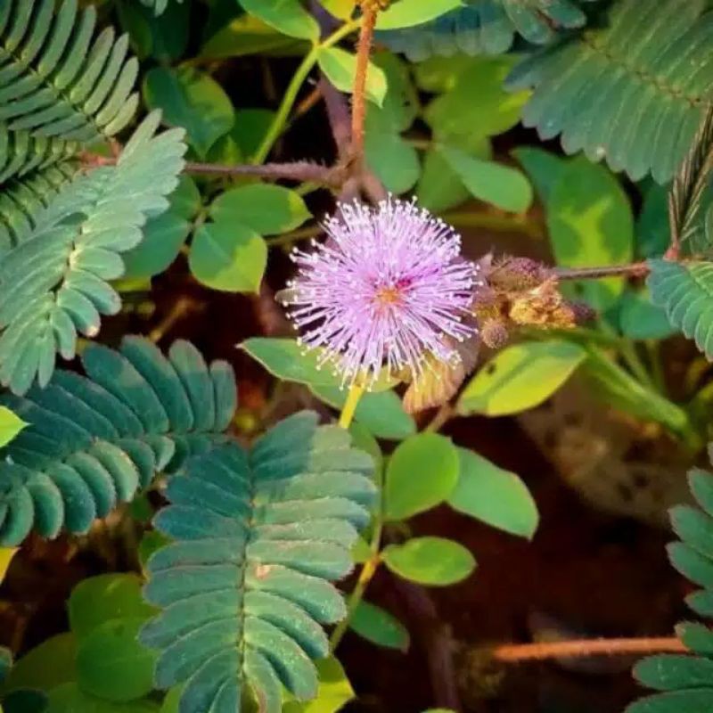 Putri malu segar tanaman putri malu tanaman herbal 150gram