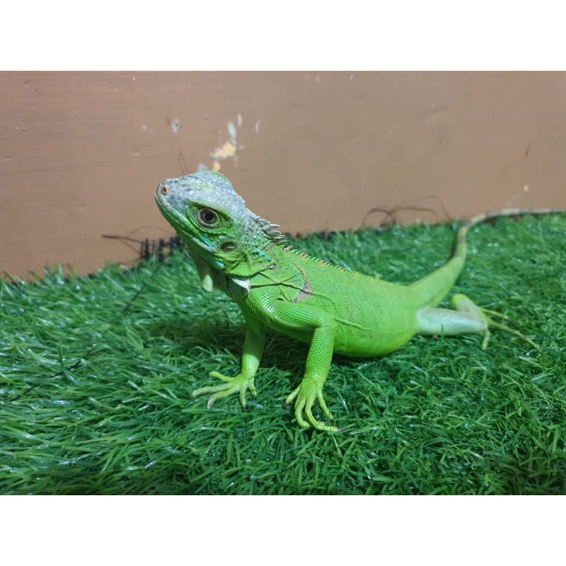 Iguana Green Panjang 40cm