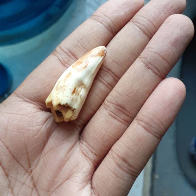 Gigi taring buaya asli