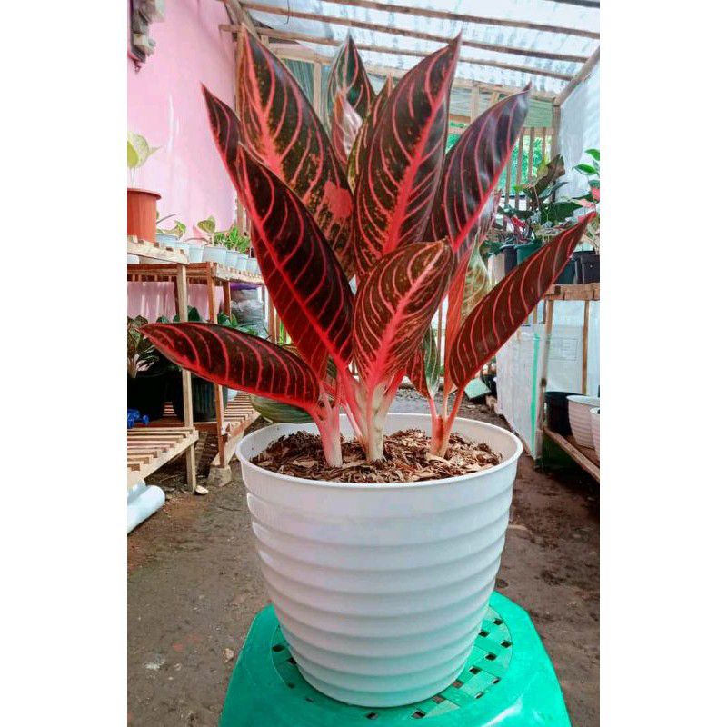 Aglonema Red Sumatra sudah bertunas - Aglonema Murah