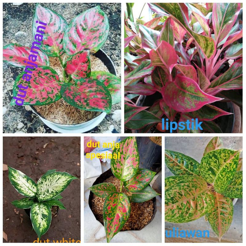 paket bunga aglonema 5 aglonema