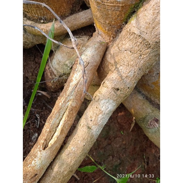 

akar pepaya segar 500 gram