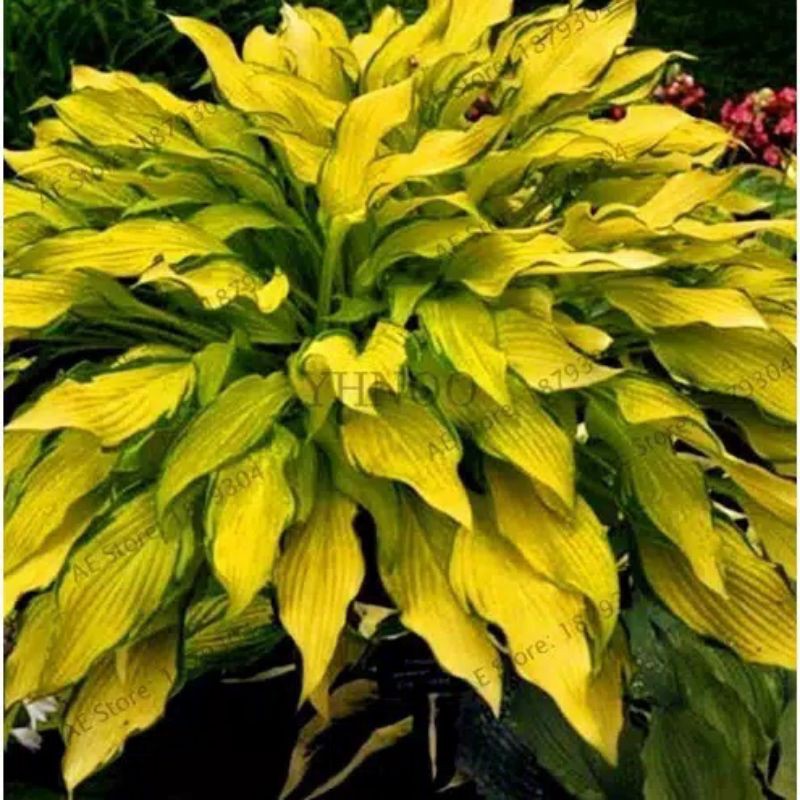Benih HOSTA Yellow IMPORT