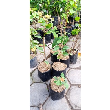 Terbaru Tanaman bunga hias bougenville id hawai kuning