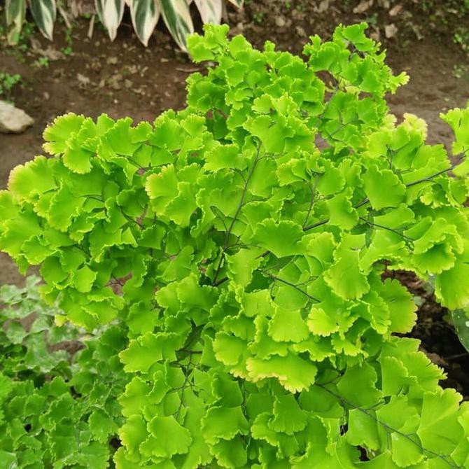 (Terbaru!) Bibit Tanaman Supril Betok **