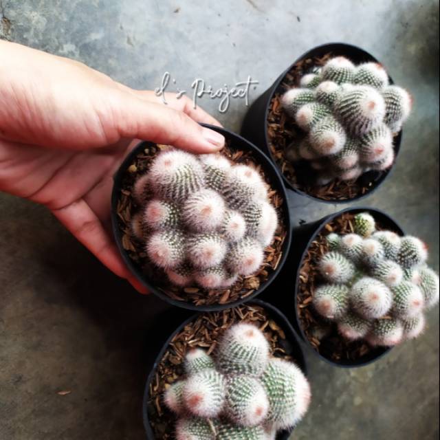 tanaman hias kaktus scopa ownroot crested cristata kristata kaktus ownroot scopa