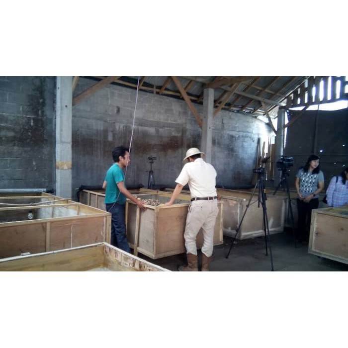 Telur Jangkrik Madu Untuk Ternak Jangkrik PROMO