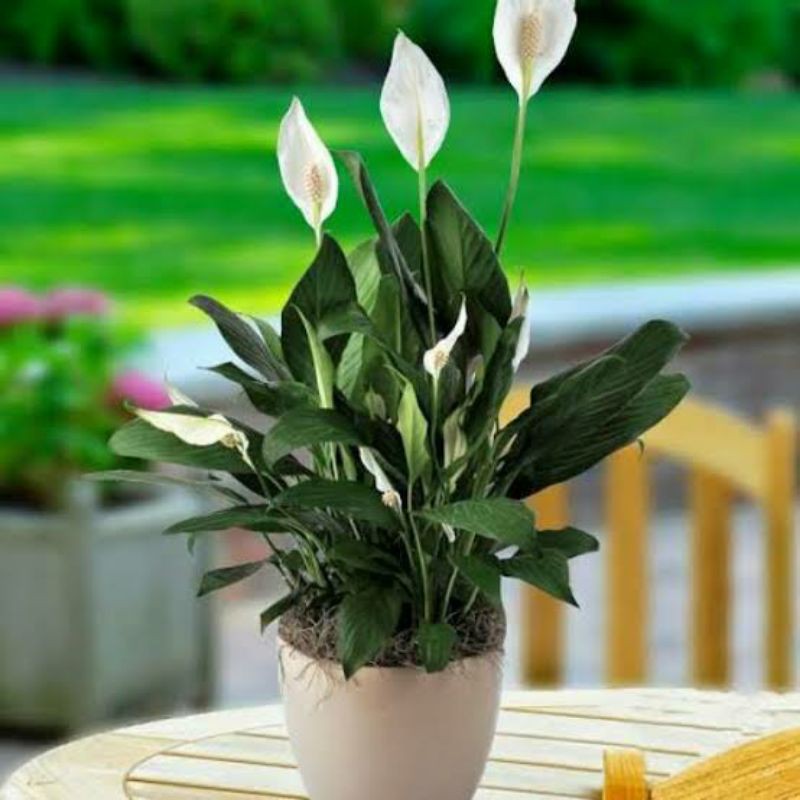 tanaman hias peace lily / sepatu pilum