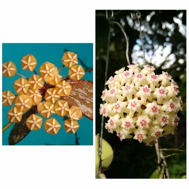 *PROMO* hoya spesies