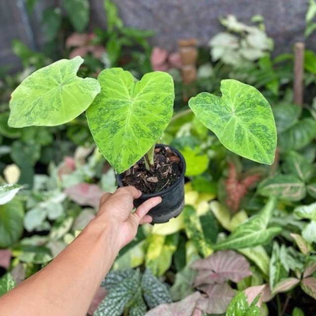 colocasia midori sour