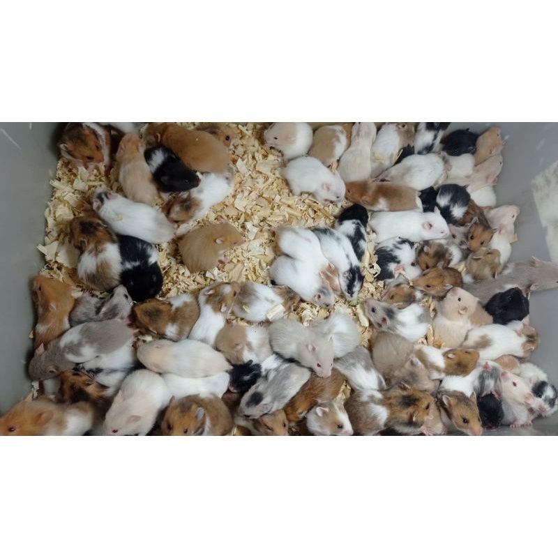 Hamster LUAR KOTA BISA Campbell Winter White Syrian Roborovski Lengkap Makanan Bekal YSeaMedia