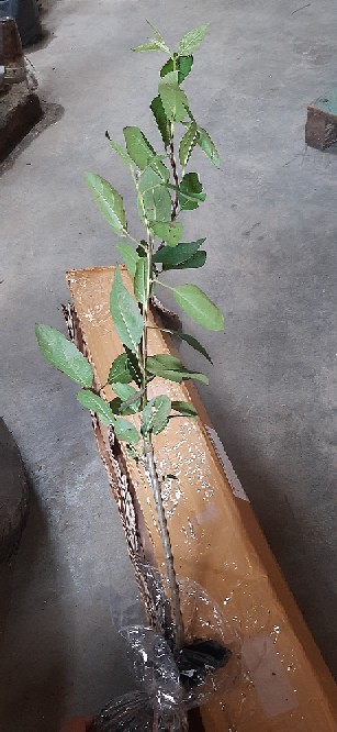 Bibit Apel Fuji Fres Cangkok Siap Tanam