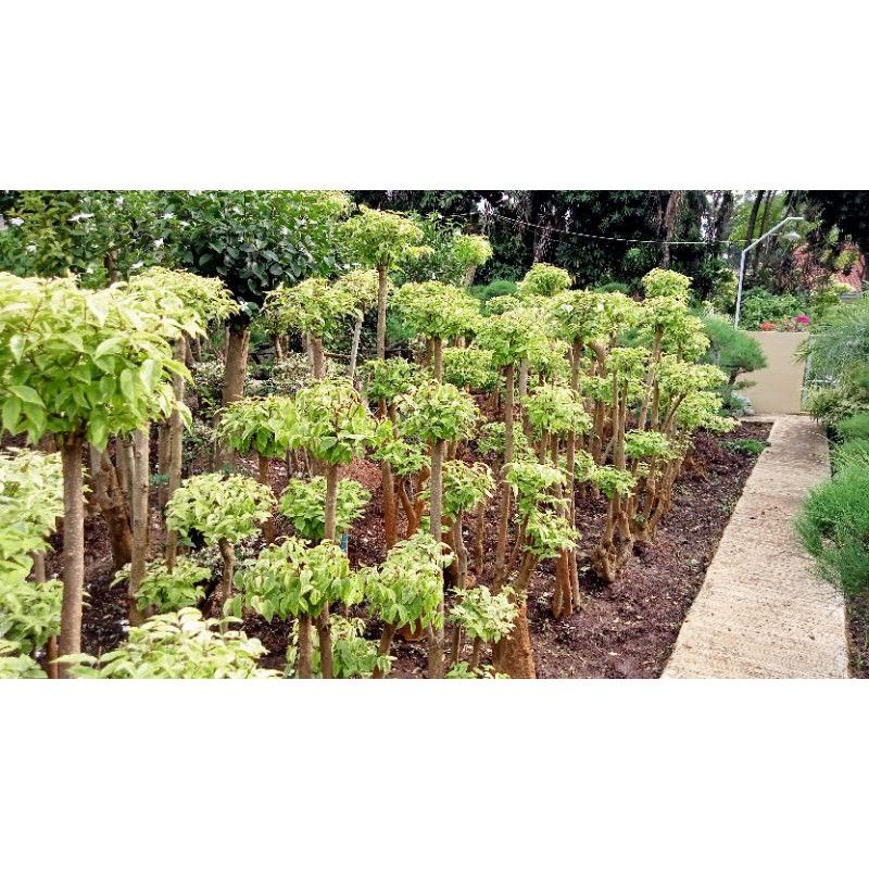 Bonsai anting putri tinggi 1meter