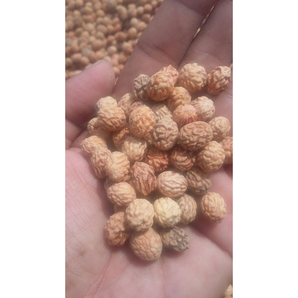 Biji Bidara Arab 1/2 Kg