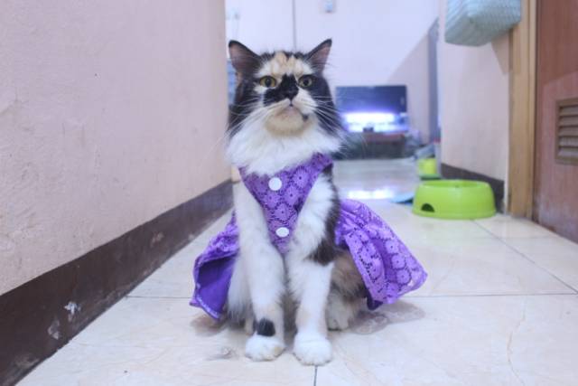 Dress satin renda ungu lucu untuk kucing dan anjing / baju kucing murah size S-XL