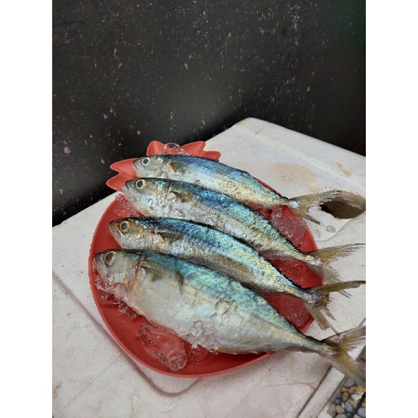 

Ikan Kembung Banjar/ Cowok Fresh