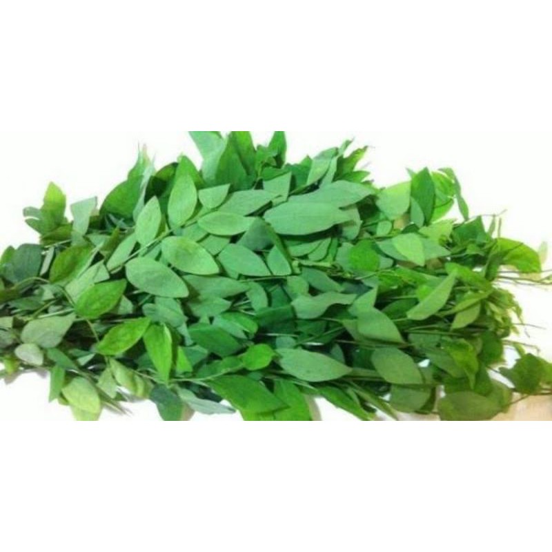 

[DISKON NOVEMBER] Daun Katuk Organik Segar Murah