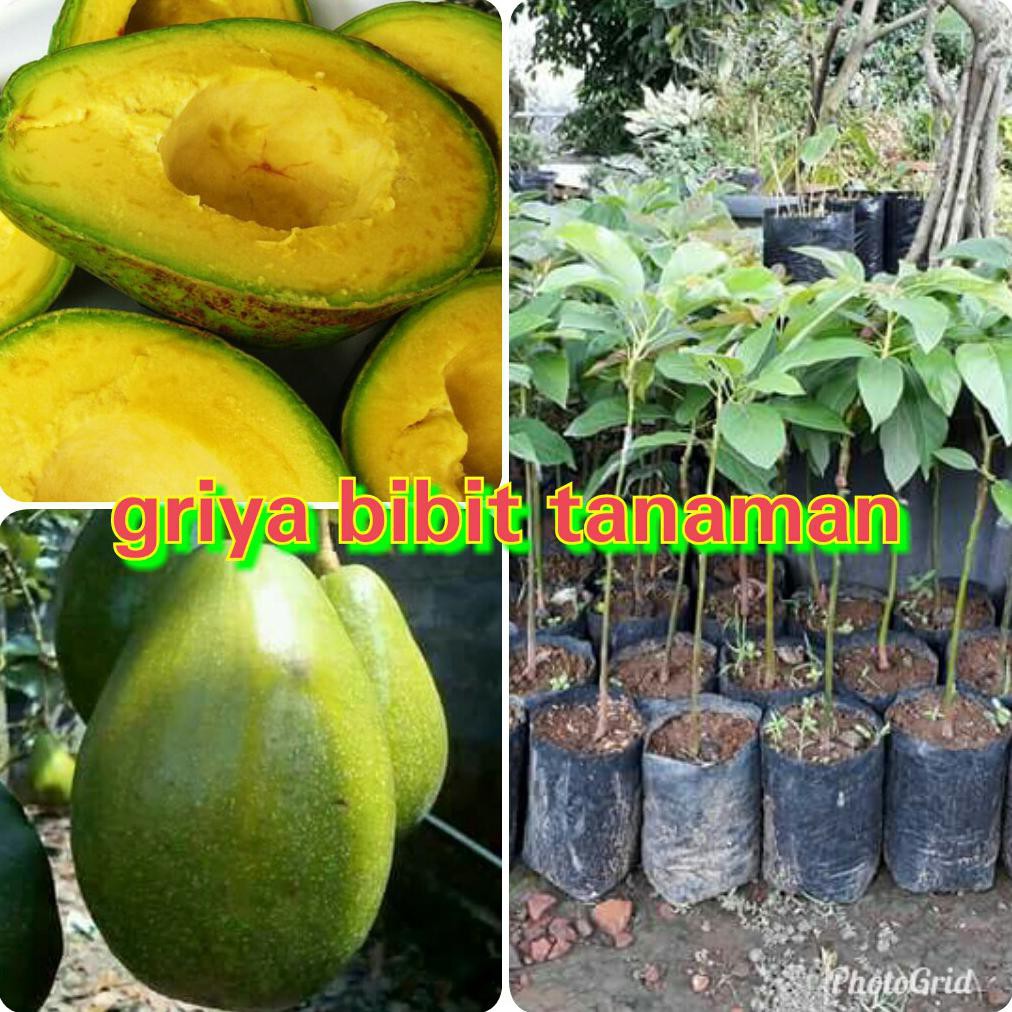BIBIT BUAH ALPUKAT MENTEGA KENDIL JUMBO SUPER ASAL OKULASI