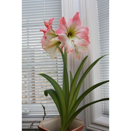 Tanaman hias hidup amarillys appleblosom - hiasan taman bunga hidup - Bunga Hias Hidup - Tanaman Hid