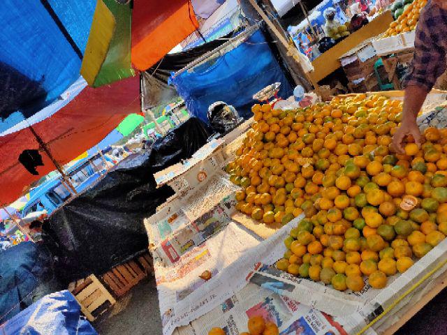 Paku Payung Pendek Pines Montana 10mm Tt 30 Per Box Isi 10 Pak Kecil