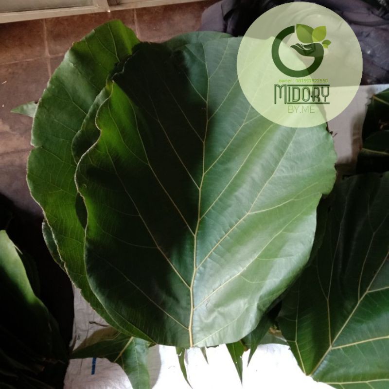 

Daun Jati Pembungkus